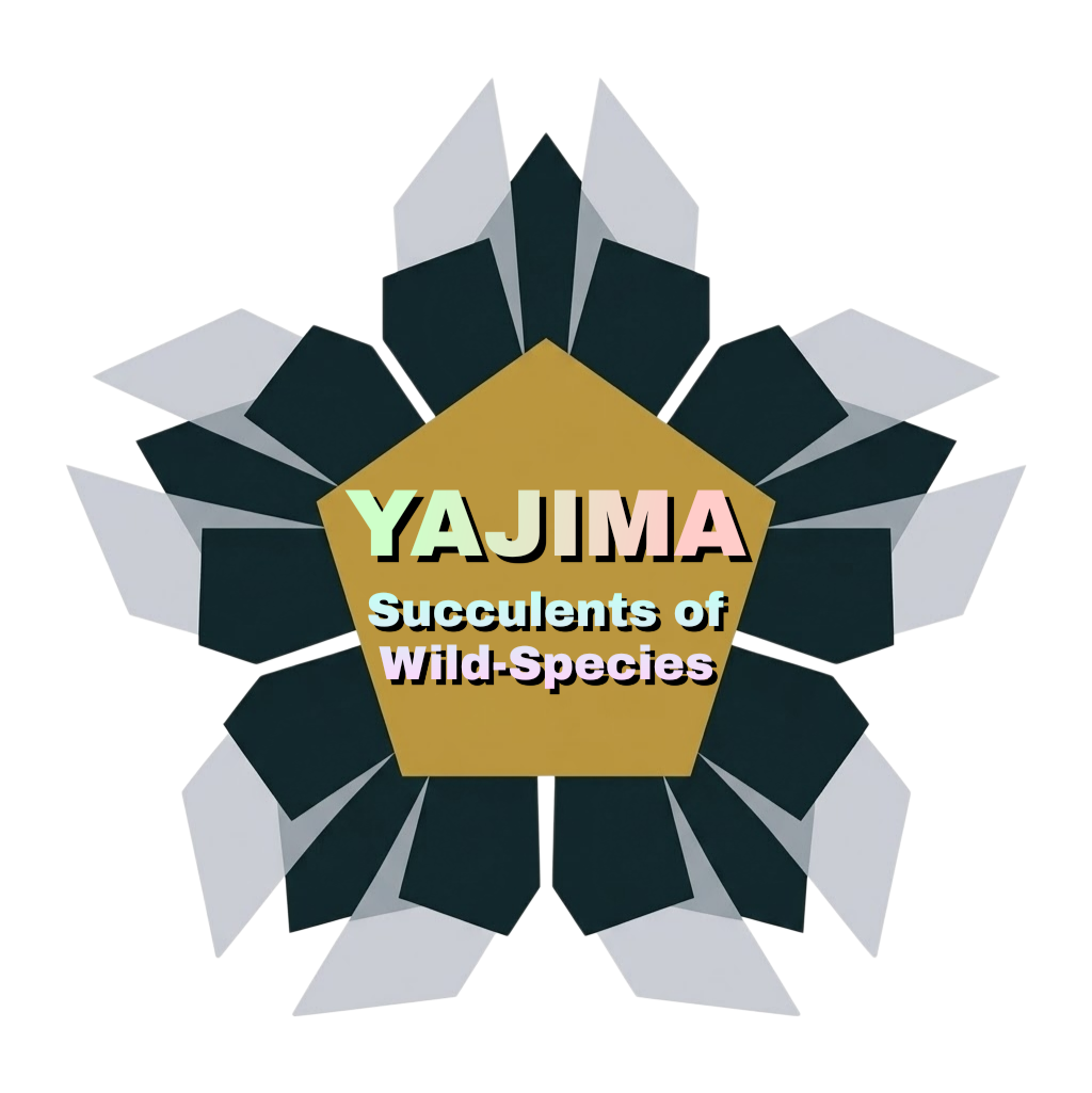 YAJIMA: Succulents of Wild-Species