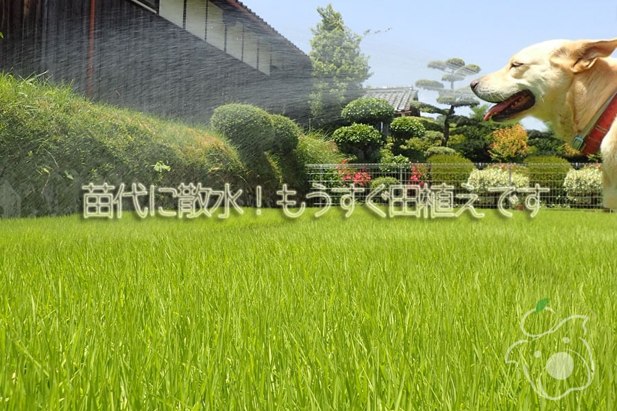 八つ葉農園