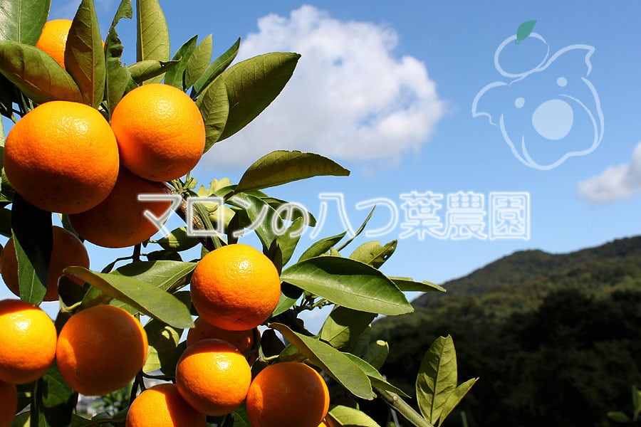 八つ葉農園