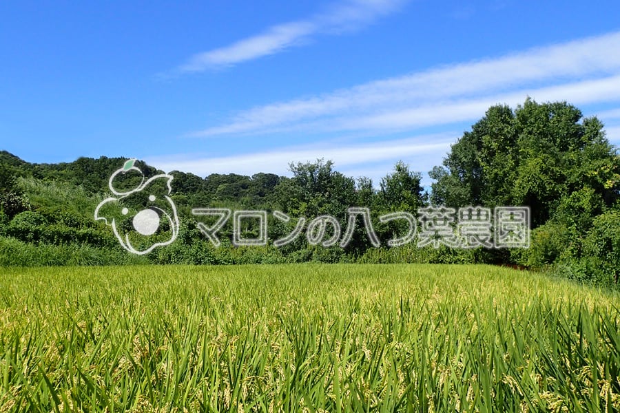 八つ葉農園