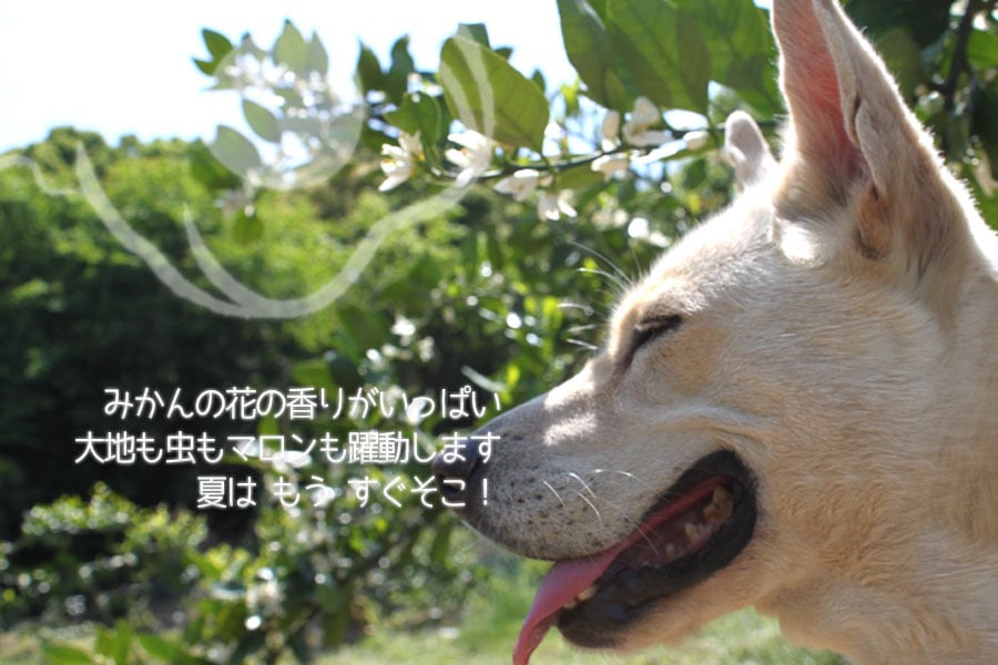 八つ葉農園