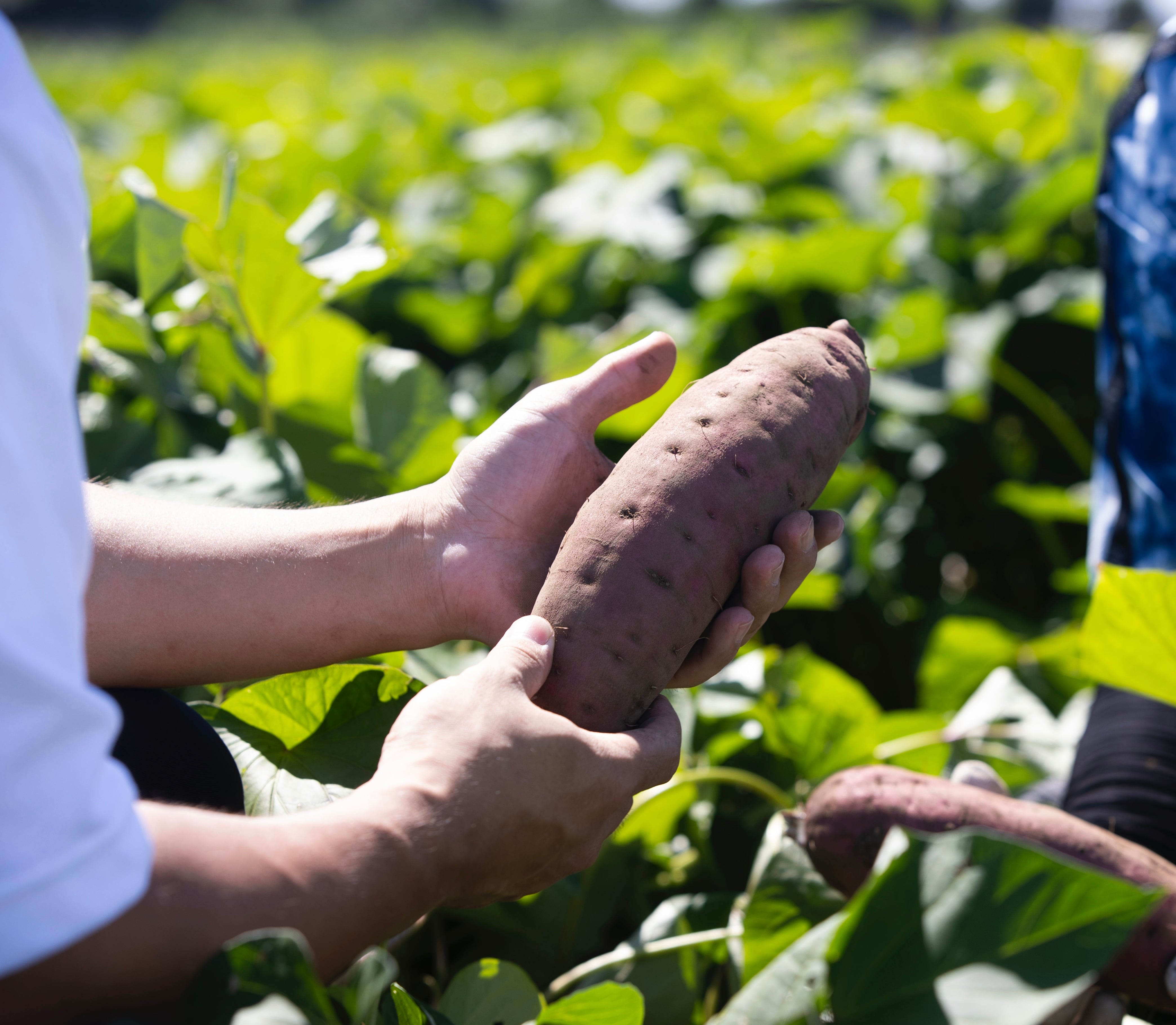 　　     　  CONCEPT
　　　　 農家だからできること。
　　　　心を込めた最高の品質を。
　　　　ちゃんと手頃なお値段で。