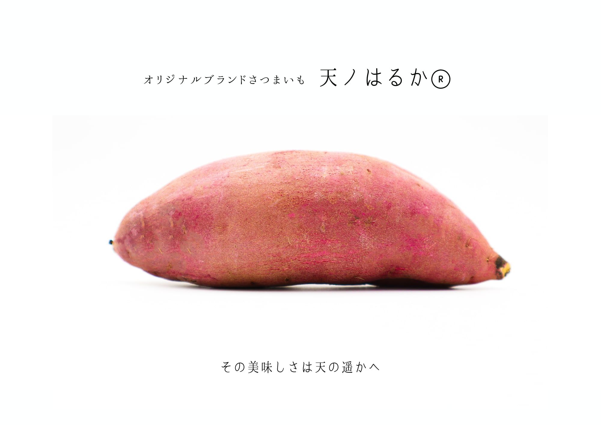 甘薯・干芋専門農園|【公式】横田商店ONLINESHOP 甘薯・干芋専門農園|【公式】横田商店ONLINESHOP
