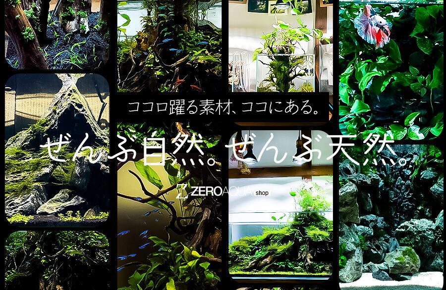 アクアリウム流木と溶岩石のセレクトショップ「ZEROAQUA」 アクアリウム流木と溶岩石のセレクトショップ「ZEROAQUA」