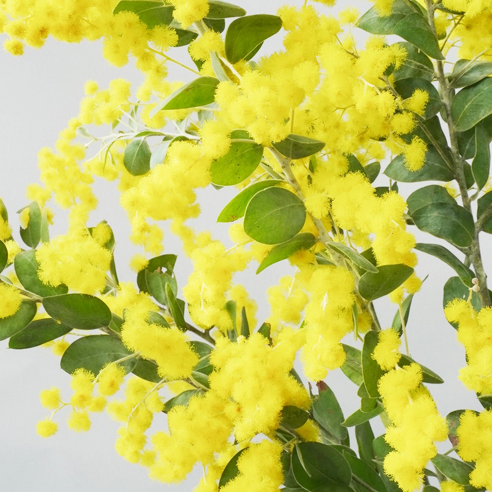 3月8日は ミモザの日 特集 よいはな Yoihana 最高品質のお花をお届けするネット通販