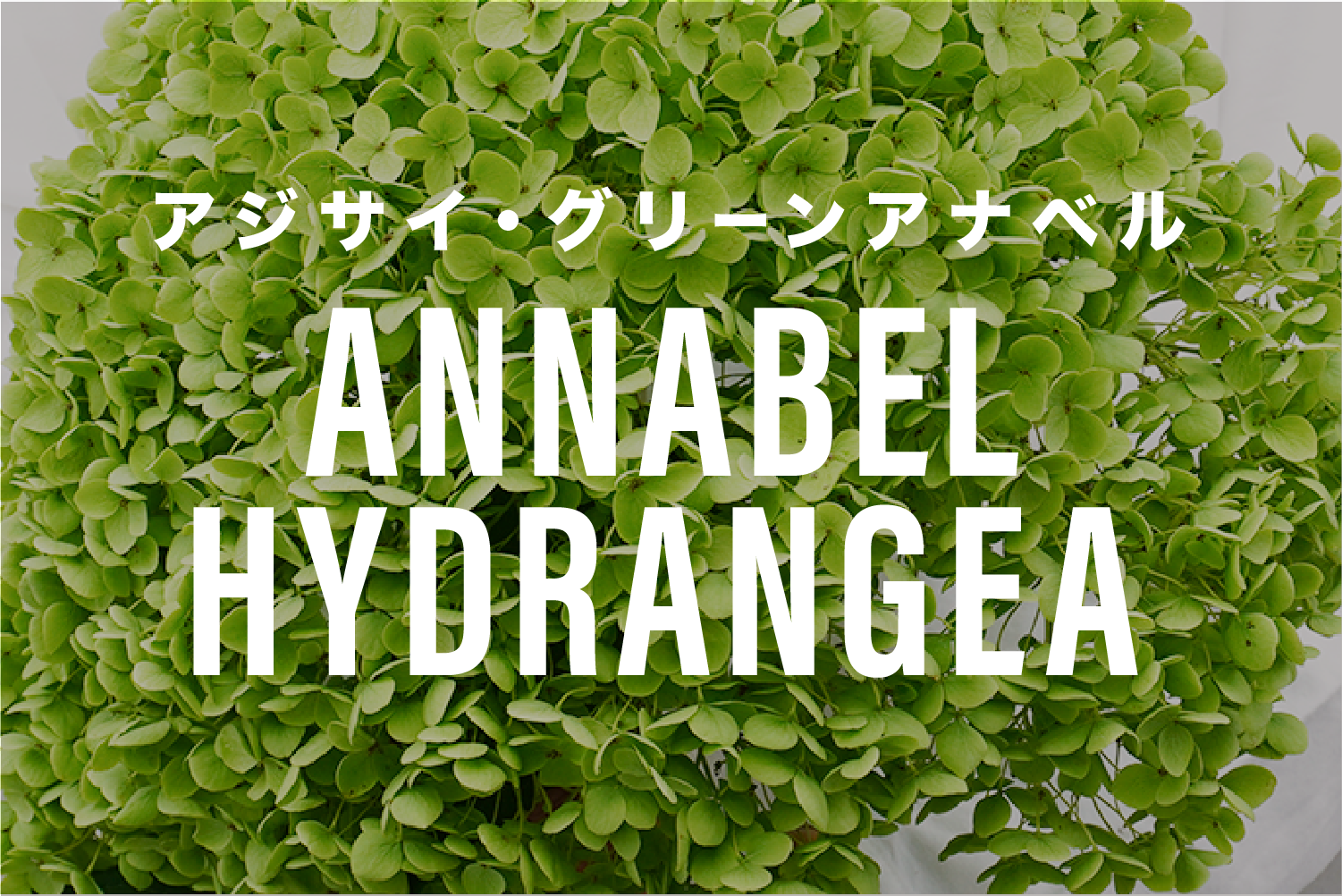 優しい触感が秋らしい 紫陽花 アナベル の魅力 よいはな Yoihana 最高品質のお花をお届けするネット通販