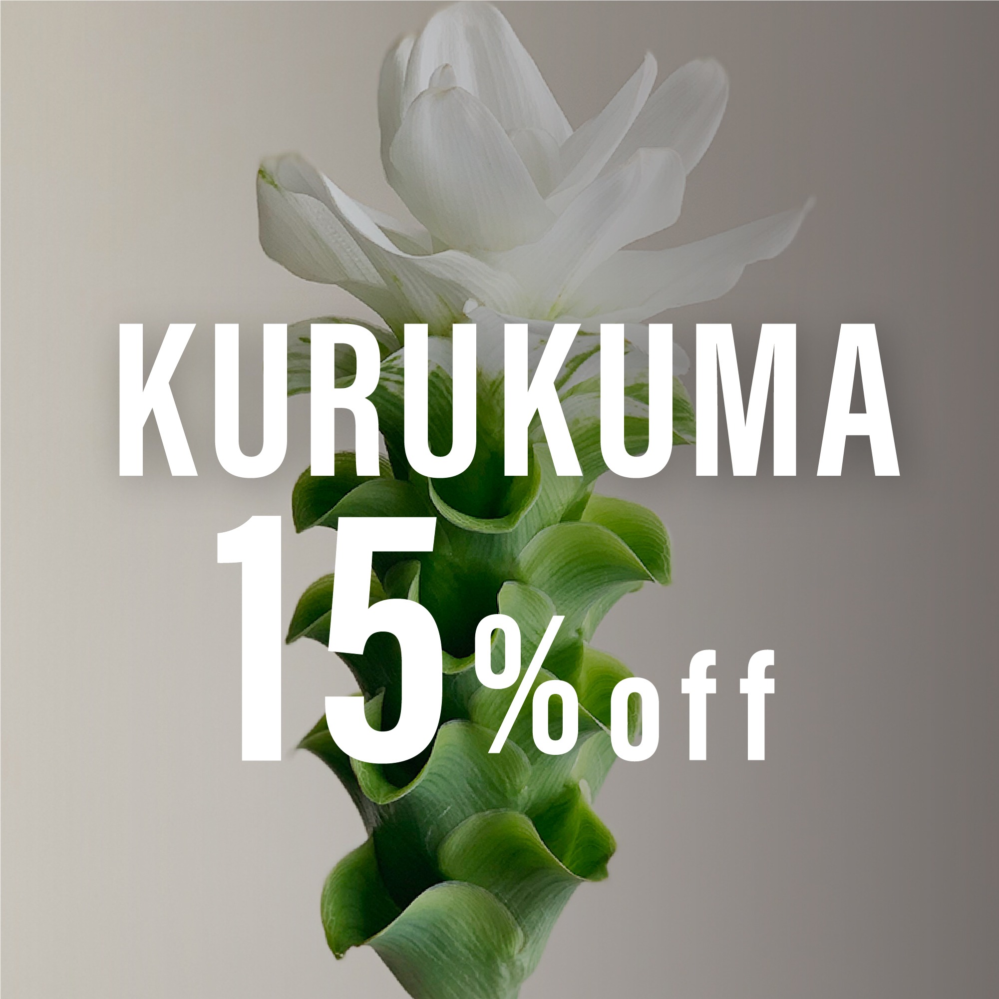 暑い夏でも楽しめる切り花でオススメの クルクマ ８月９日 月 祝 まで15 Off よいはな Yoihana 最高品質のお花をお届けするネット通販