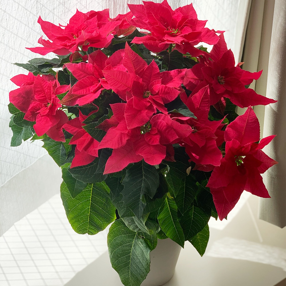 クリスマスギフト ポインセチア よいはな Yoihana 最高品質のお花をお届けするネット通販