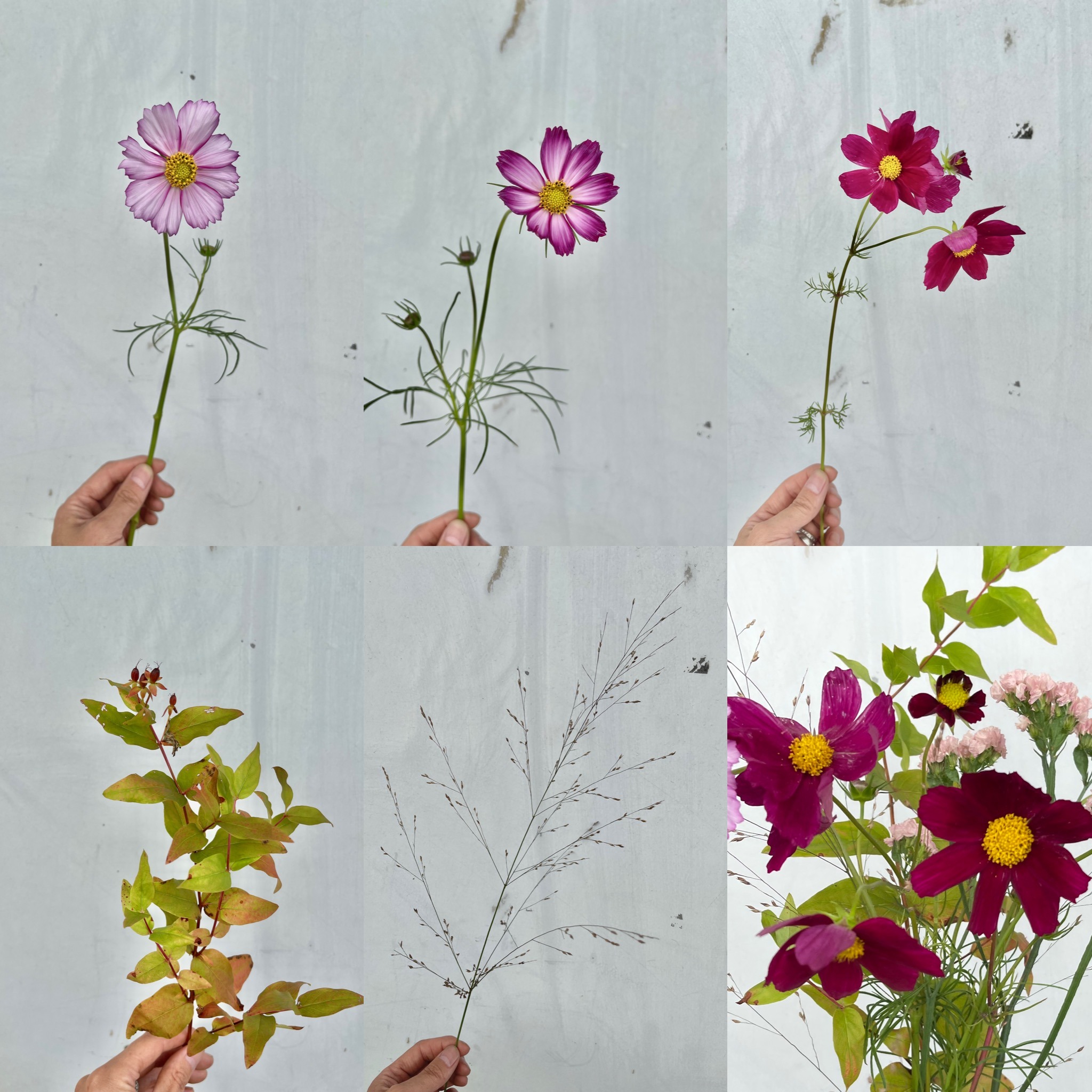9月 2回目の定期便 秋の人気花コスモスを愛でる よいはな Yoihana 最高品質のお花をお届けするネット通販