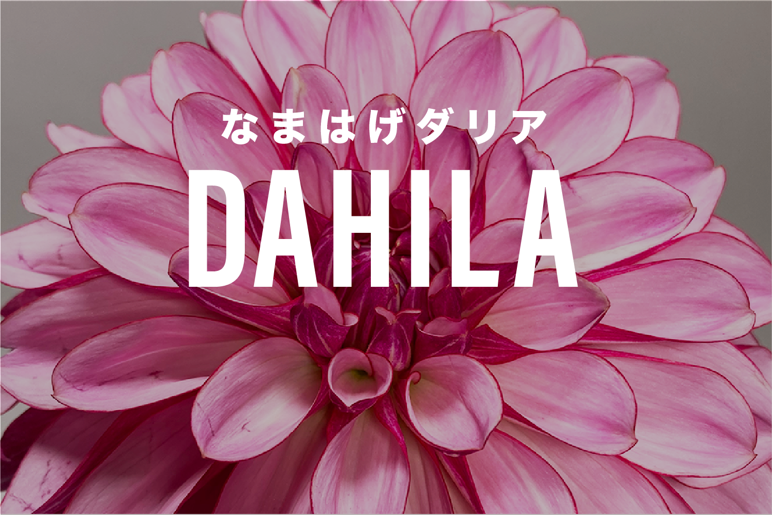 秋の花の王様 Namahage ダリア を飾ろう よいはな Yoihana 最高品質のお花をお届けするネット通販 秋の花の王様 Namahage ダリア を飾ろう よいはな Yoihana 最高品質のお花をお届けするネット通販