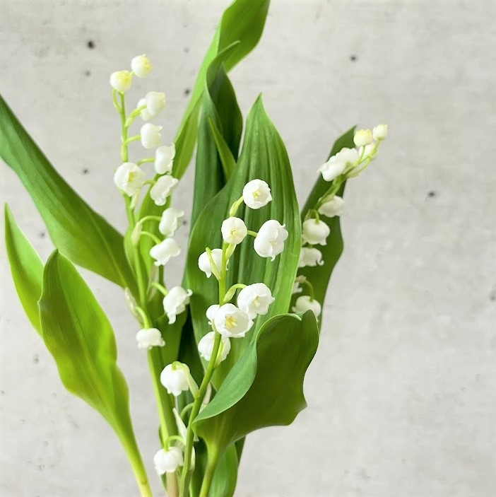 4月25日発送の定期便テーマ 5月1日はスズランの日 よいはな Yoihana 最高品質のお花をお届けするネット通販