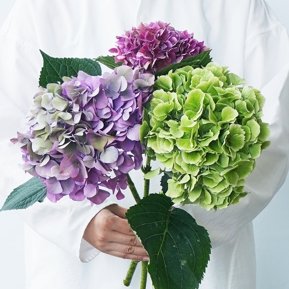 グリーンアナベルとアンティークアジサイ特集 よいはな Yoihana 最高品質のお花をお届けするネット通販 グリーンアナベルとアンティークアジサイ特集 よいはな Yoihana 最高品質のお花をお届けするネット通販