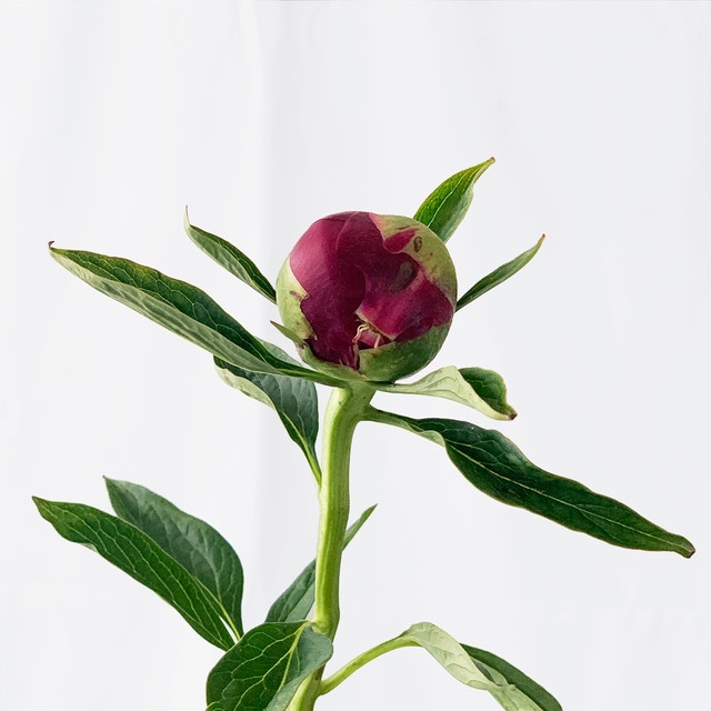 よいはながオススメするja北魚沼 新潟県 の芍薬 よいはな Yoihana 最高品質のお花をお届けするネット通販 よいはながオススメするja北魚沼 新潟県 の芍薬 よいはな Yoihana 最高品質のお花をお届けするネット通販