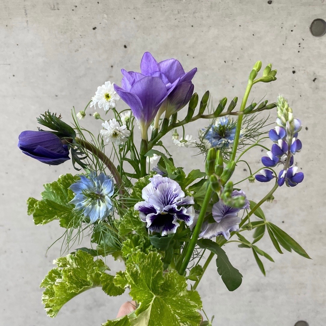 2月21日発送の定期便テーマ ブルーの花を集めたい ブルーマニア よいはな Yoihana 最高品質のお花をお届けするネット通販