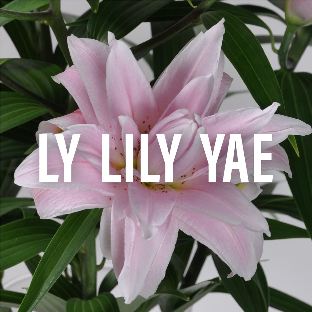 Ja北魚沼 新潟県 鈴木健市さんから届く Ly Lily 八重ユリ よいはな Yoihana 最高品質のお花をお届けするネット通販