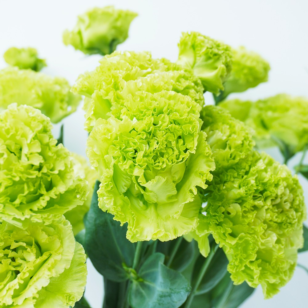 5月4日みどりの日 みどりの花特集 よいはな Yoihana 最高品質のお花をお届けするネット通販