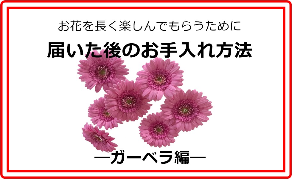 お花の水揚げ お手入れ方法 ガーベラ編 新鮮花の問屋 Jp Farmers Com