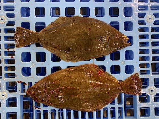 左ヒラメに右カレイ と言いますが 噴火湾とようら観光協会