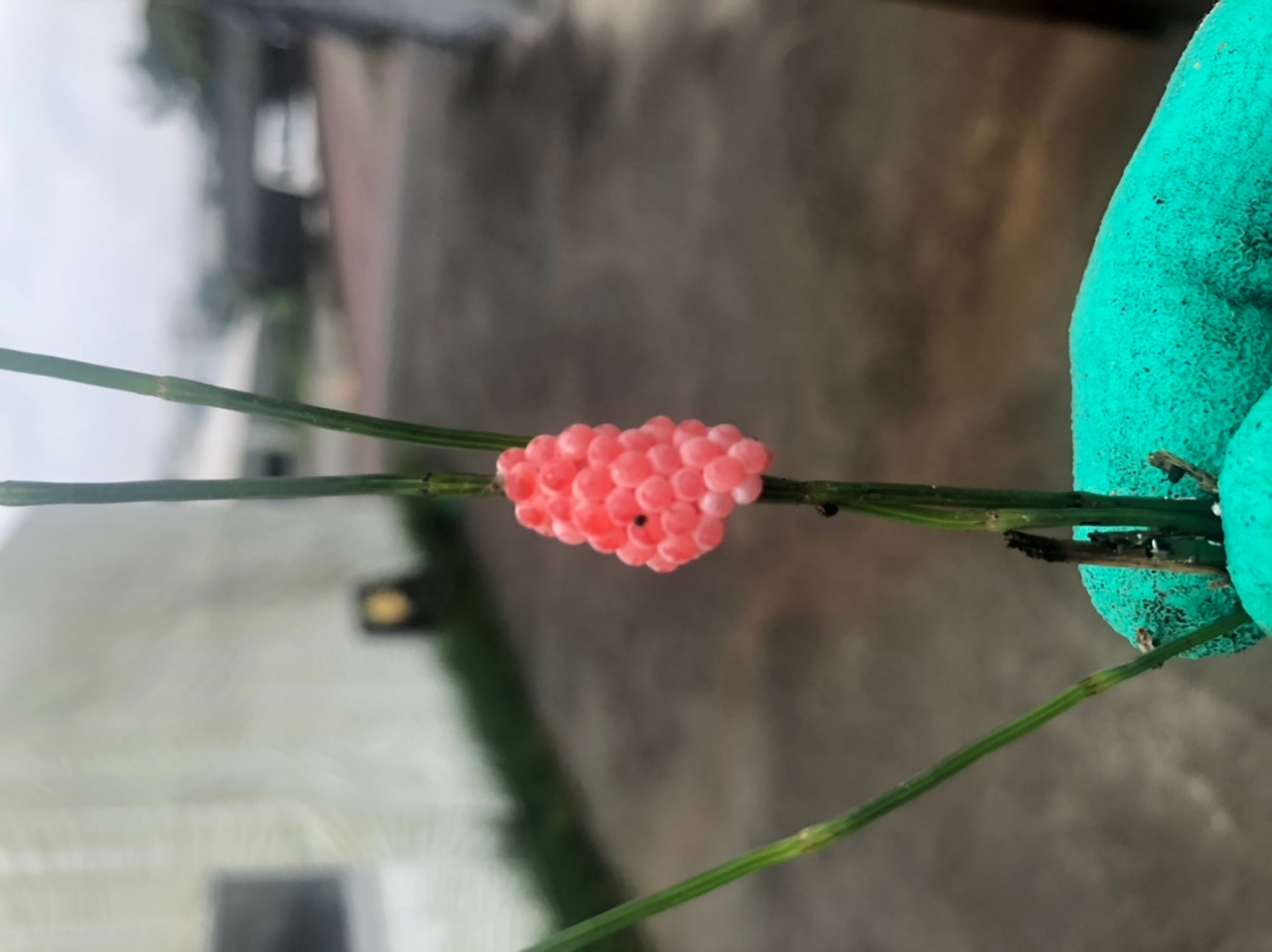 ジャンボタニシの卵 Shop Nao 椎茸 お茶