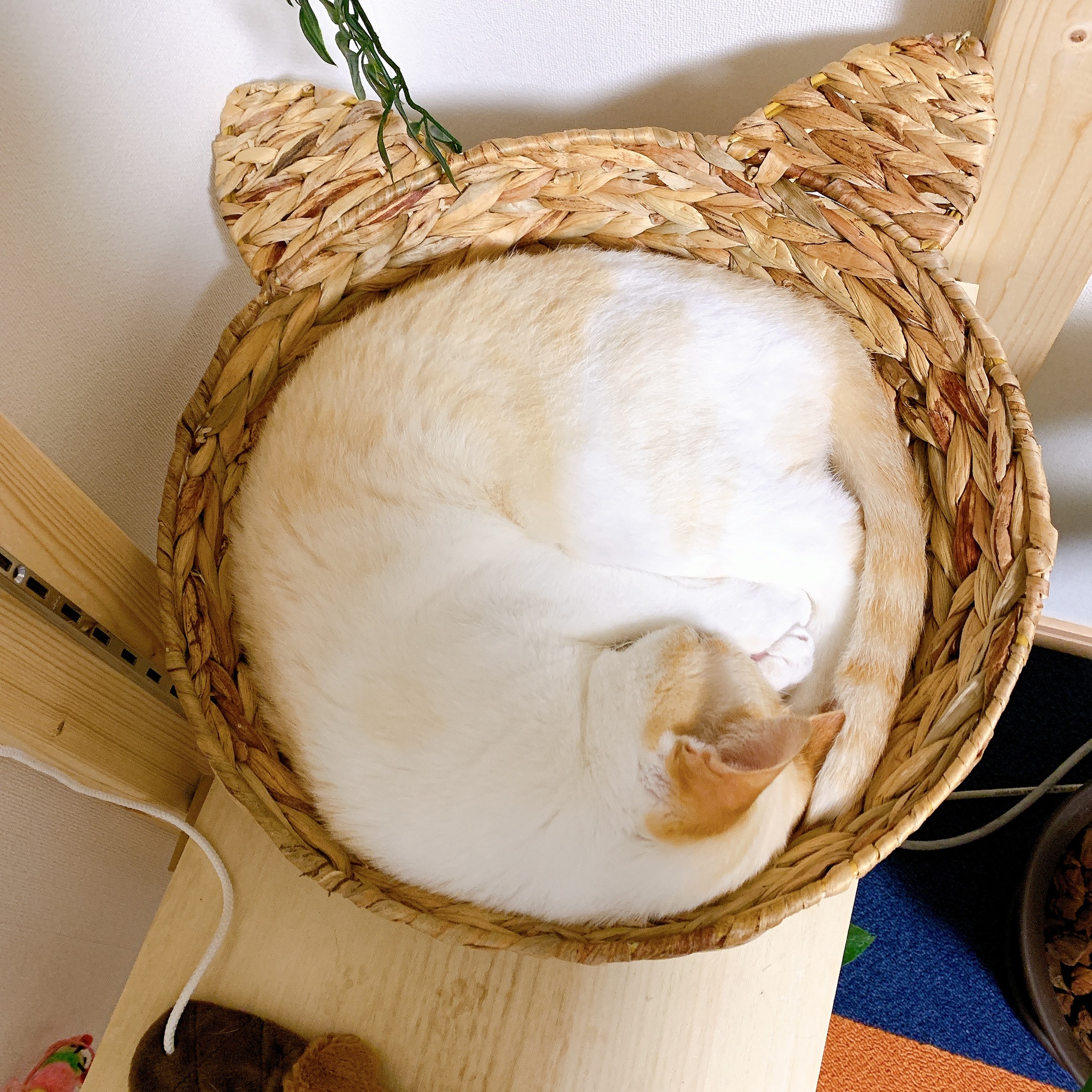 ニャンモナイト Neco No もり