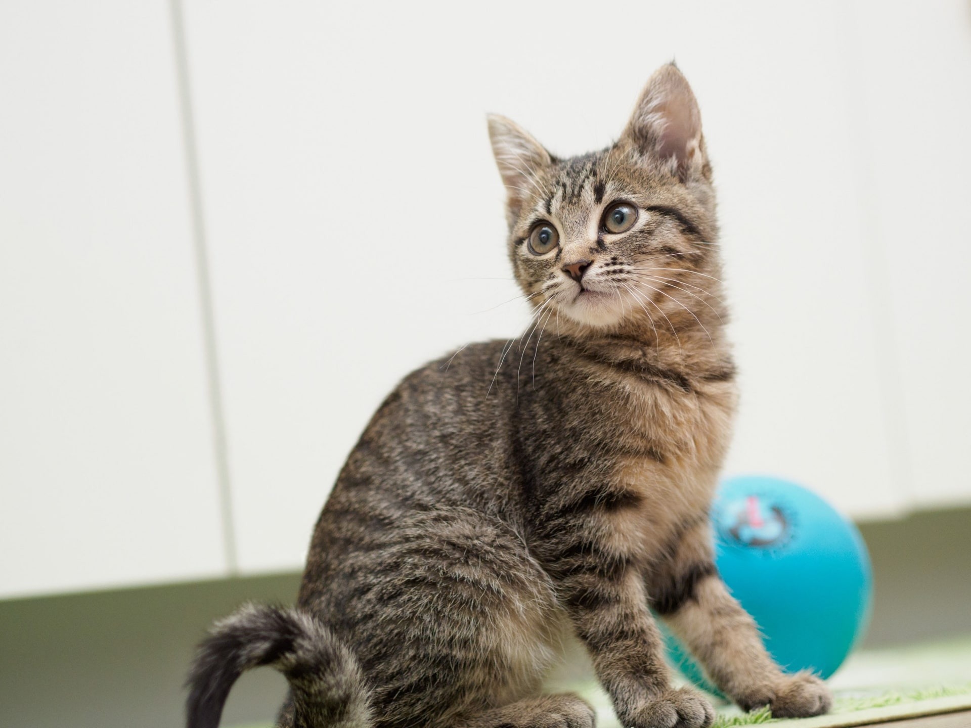 ペットを飼っている家庭の防音対策 騒音の種類も 防音グッズの専門店maya Sound ペットを飼っている家庭の防音対策 騒音の種類も 防音グッズの専門店maya Sound