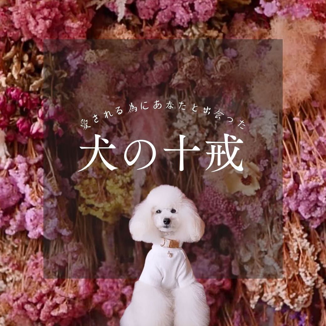 愛される為にあなたと出会った「犬の十戒」 | AMY GRAND