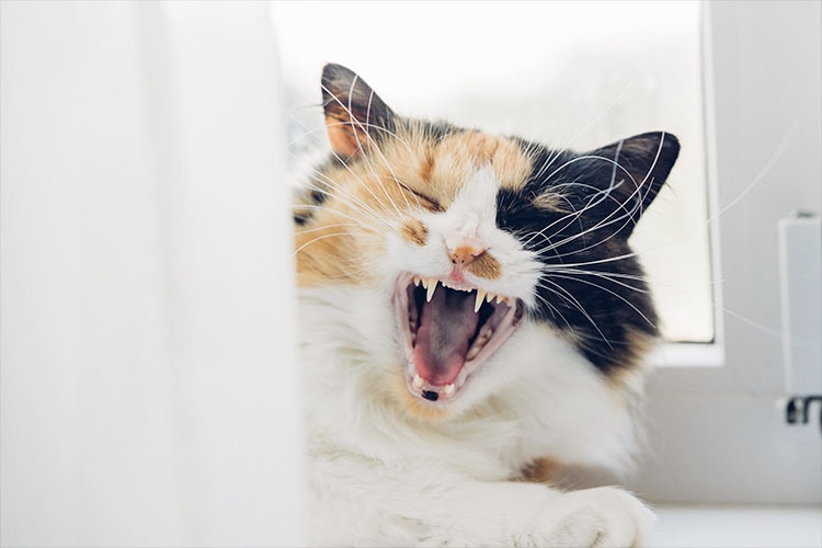 猫の柄で性格がわかる 三毛猫編 とオススメのiphoneケース スマホケースの紹介 猫を飼ってる人のための猫グッズ And