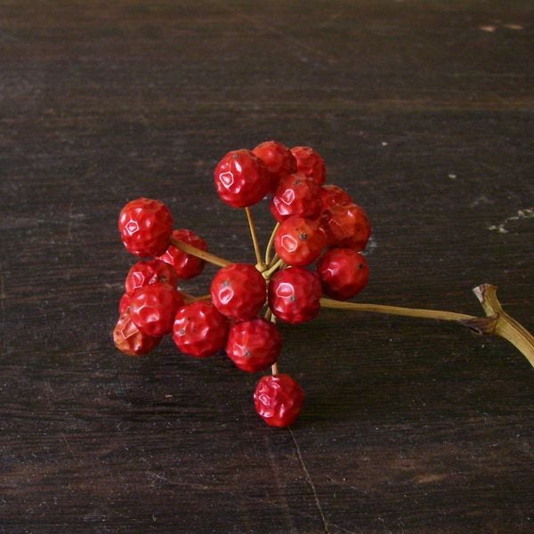 植物図鑑】サンキライ（サルトリイバラ） | microm