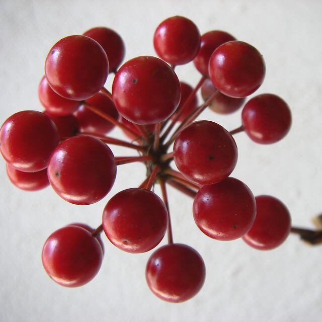 植物図鑑】サンキライ（サルトリイバラ） | microm