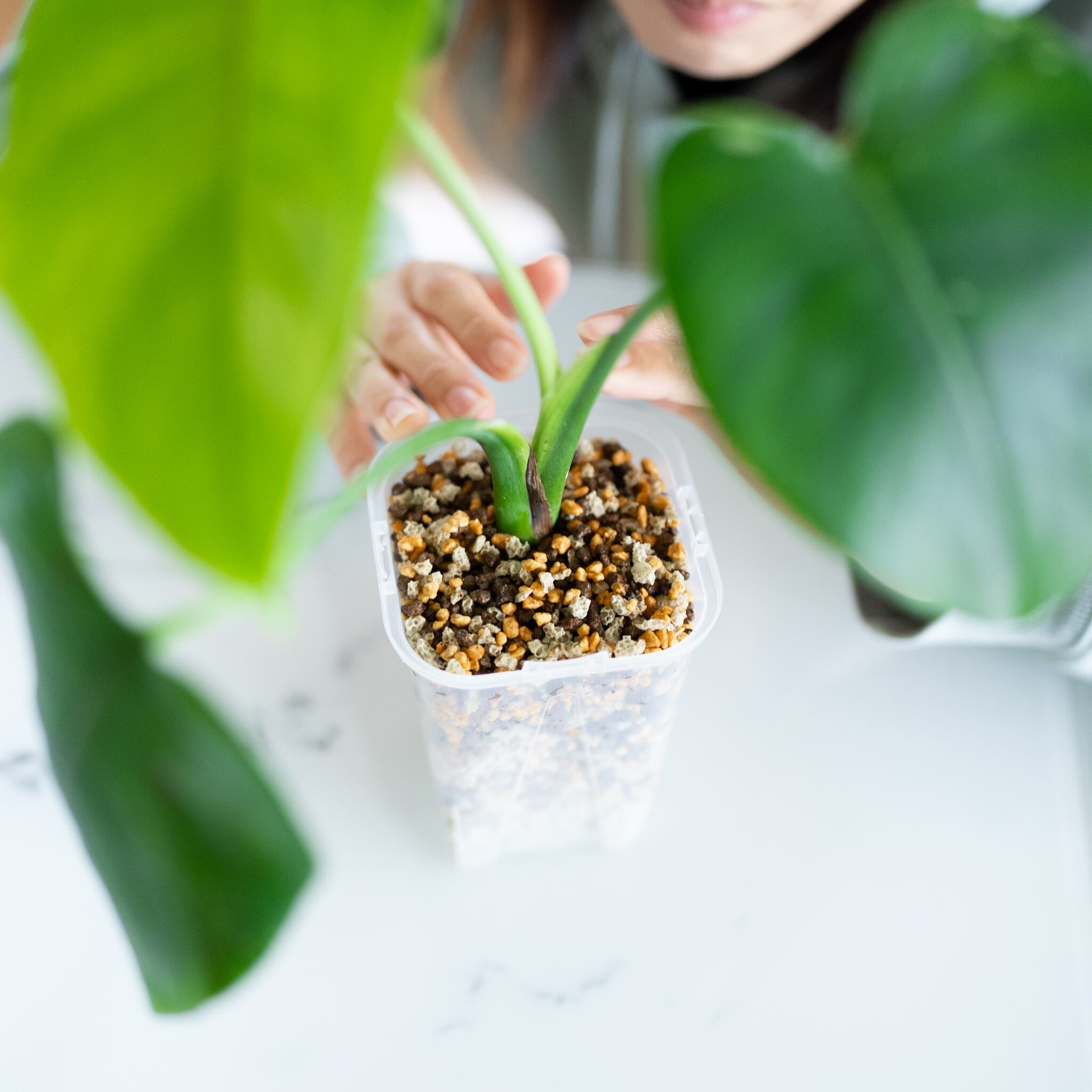 グレビレア センパフローレンス♥️イギリス王位園芸品種✨ グレビレア