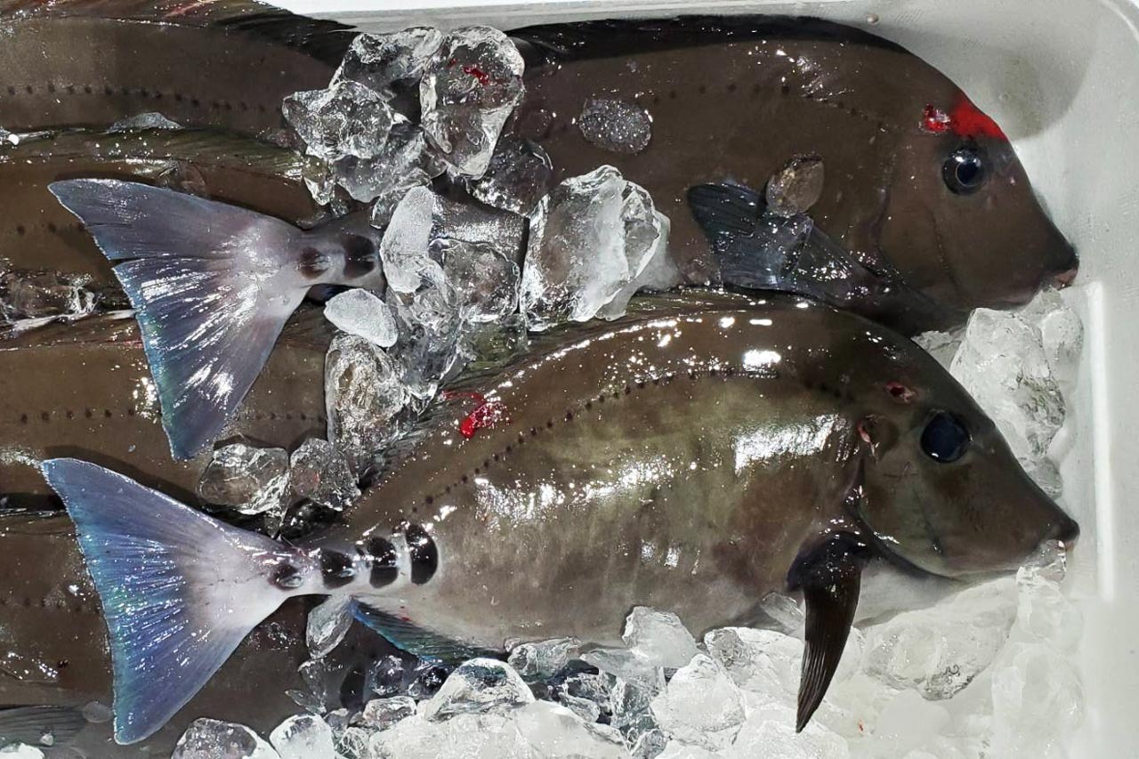 135 サンノジ One Bite Fish おさかなサブスク