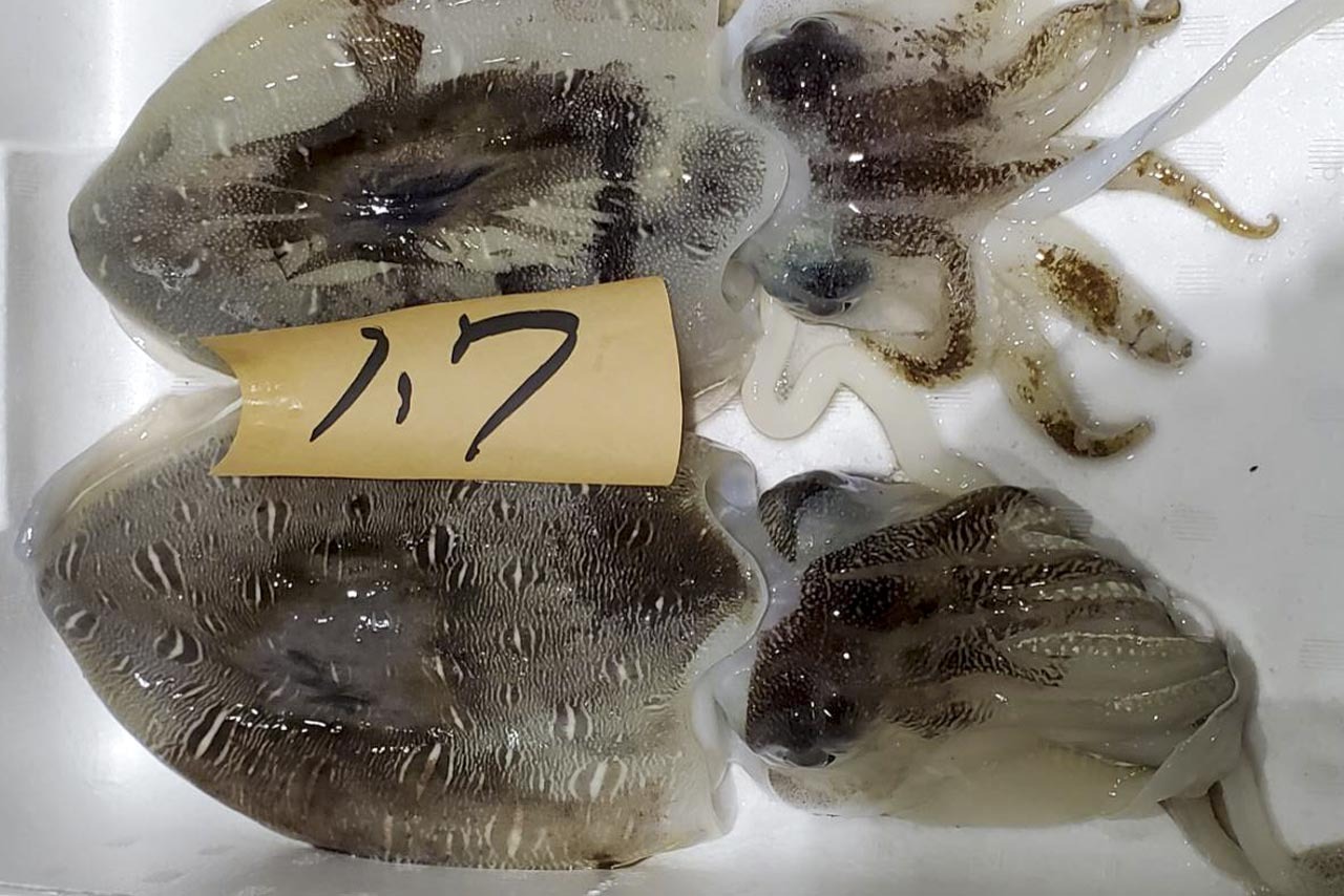 035 モンゴウイカ One Bite Fish おさかなサブスク 035 モンゴウイカ One Bite Fish おさかなサブスク