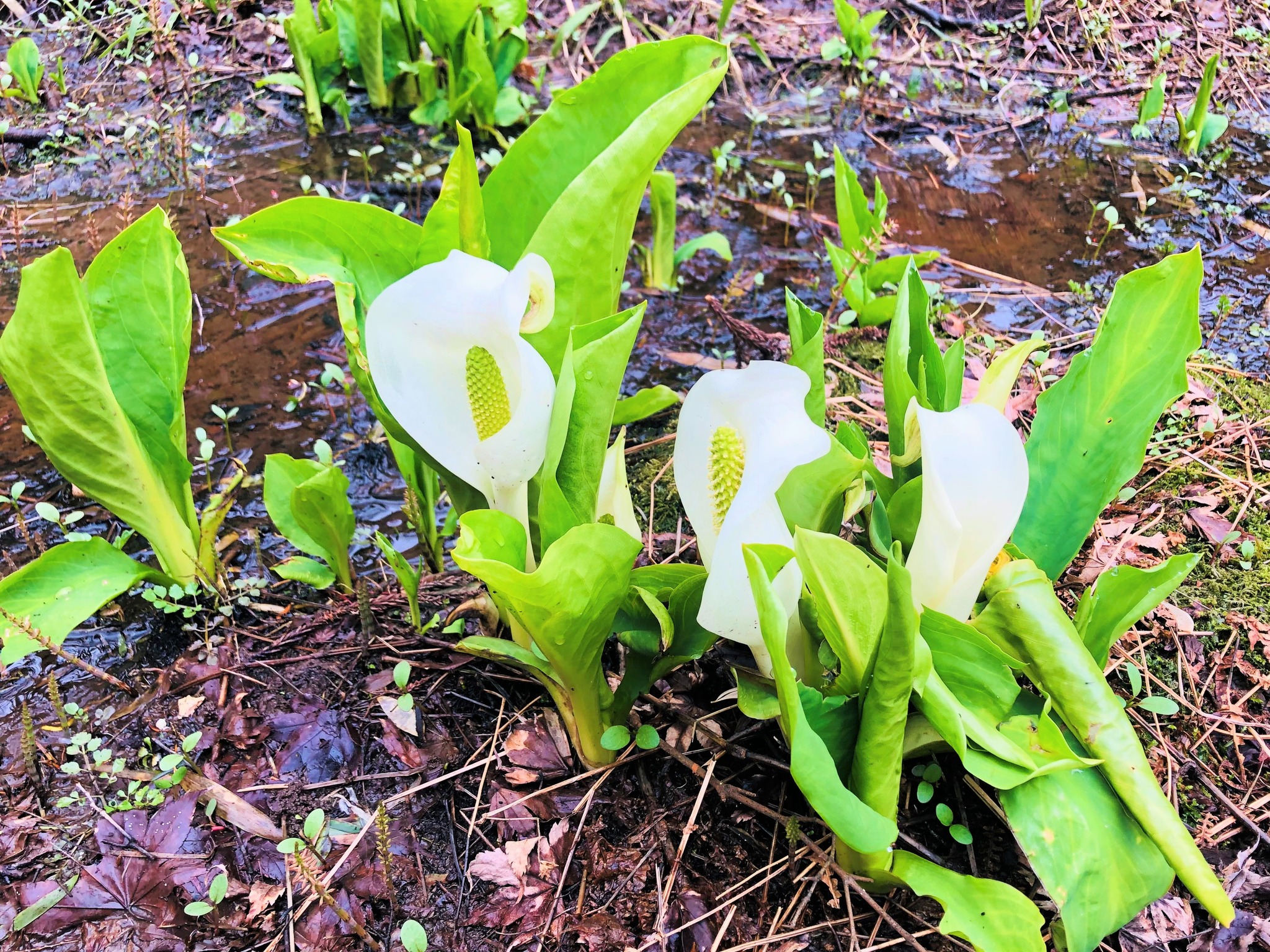 水芭蕉の花言葉は 美しい思い出 桜の開花より少し早めの雪解けの湿地帯に咲く可憐な花 佐渡海洋深層水 新潟トラベル 商品販売部