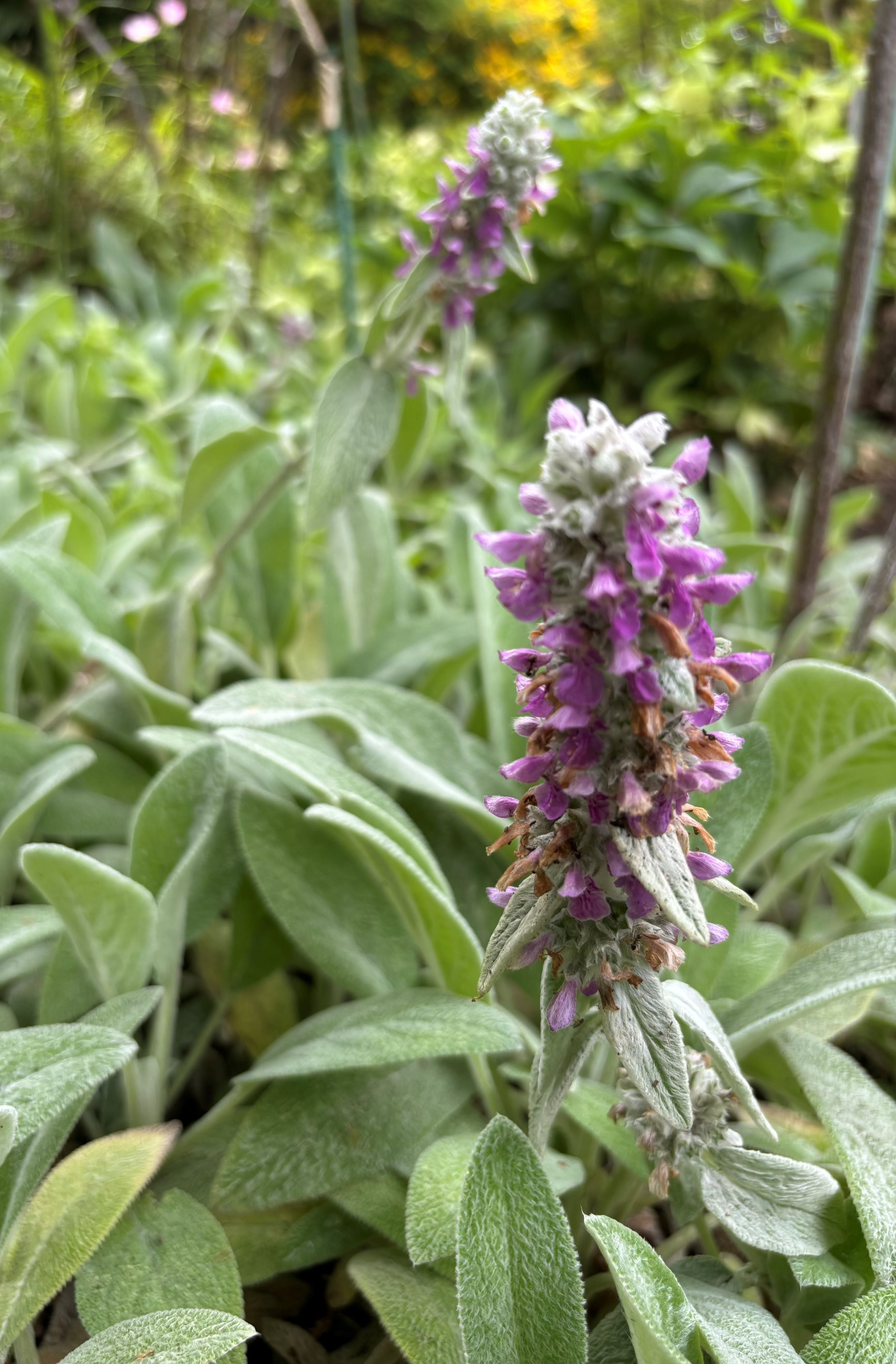 ベルベットのようなシルバーリーフがとても素敵ですが、お花も咲いて