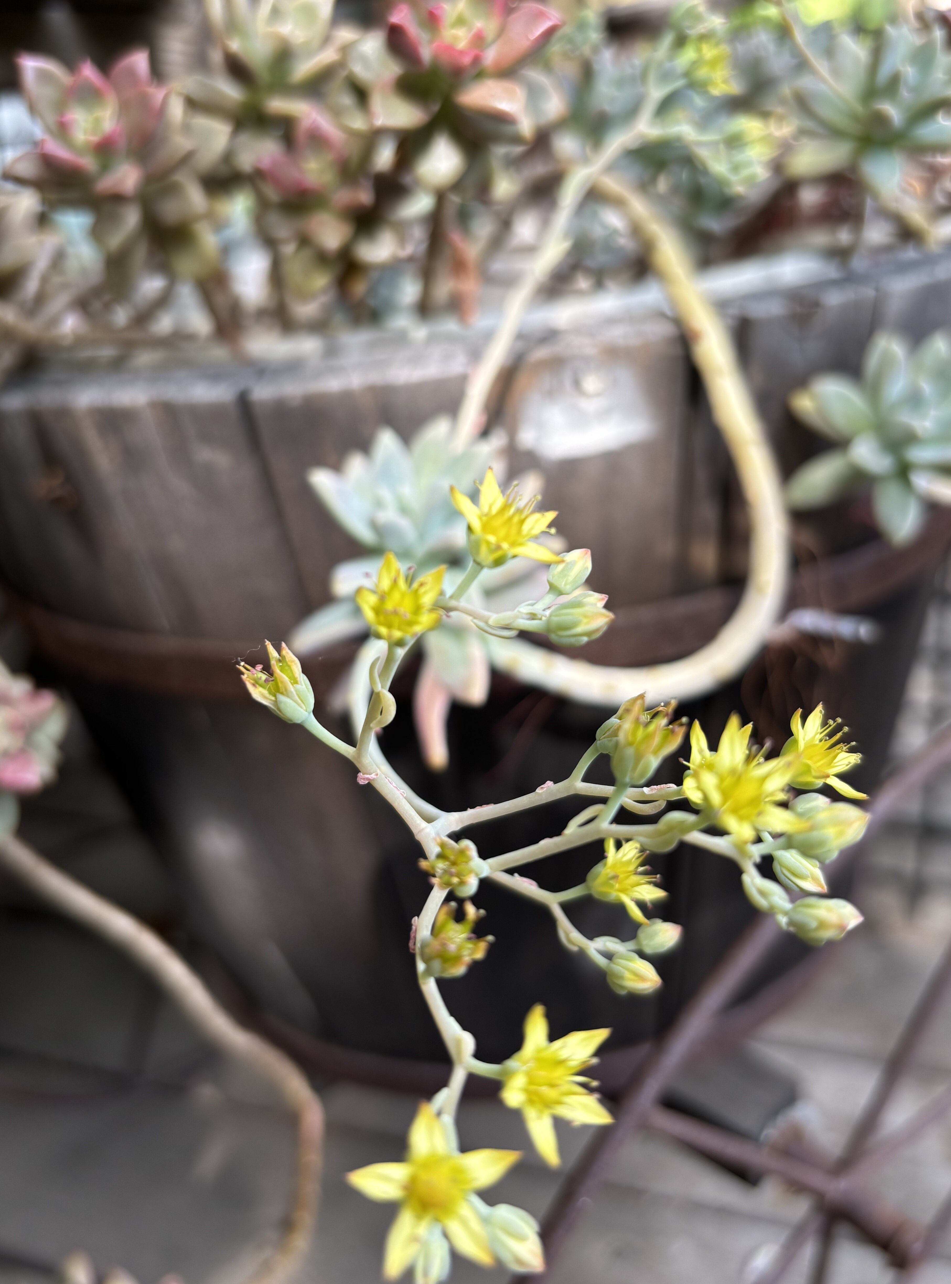 多肉植物に花が咲きました | Health Nuts