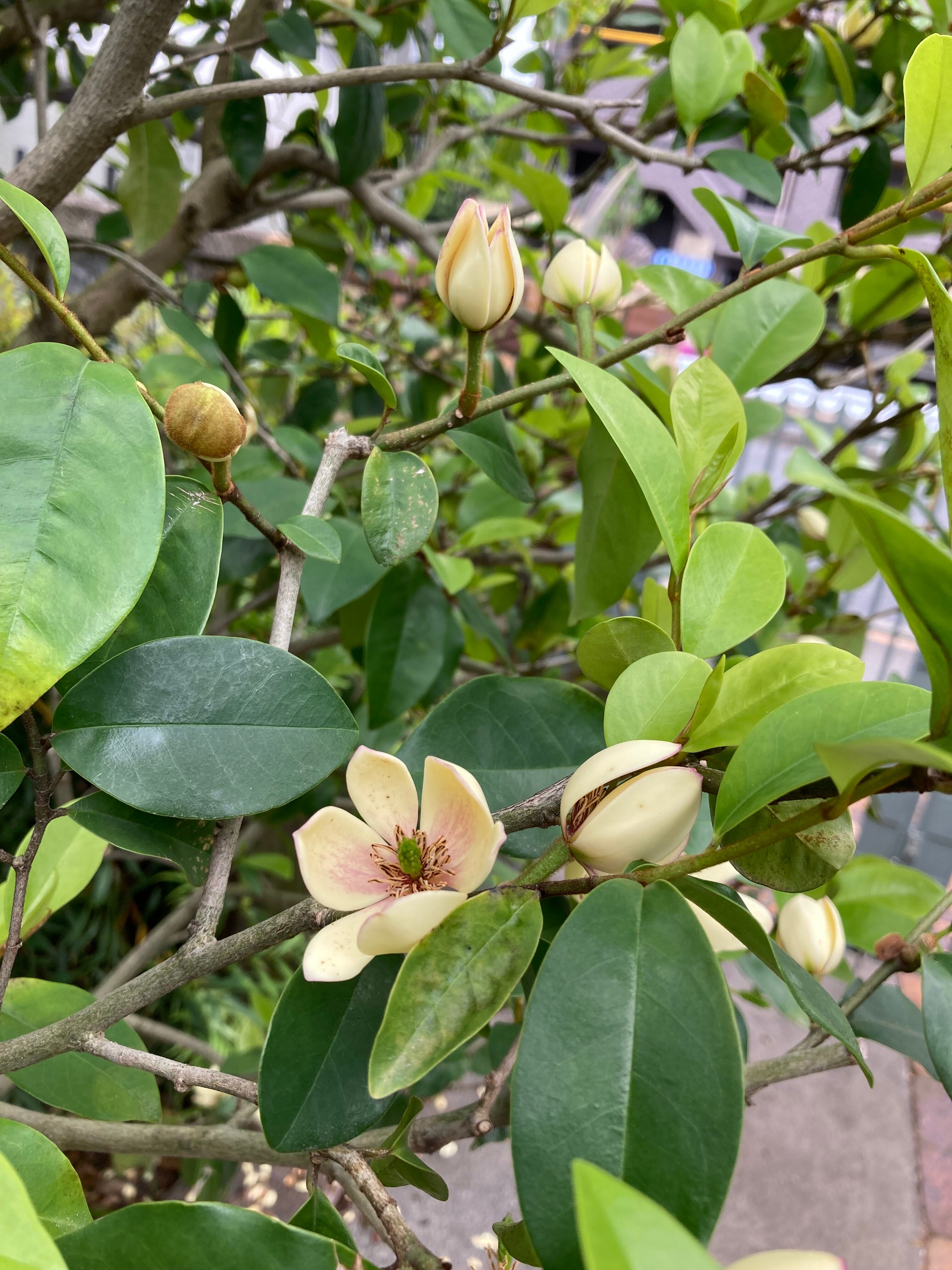 お花は バナナのような香りです ～ オガタマノキ (カラタネオガタマ