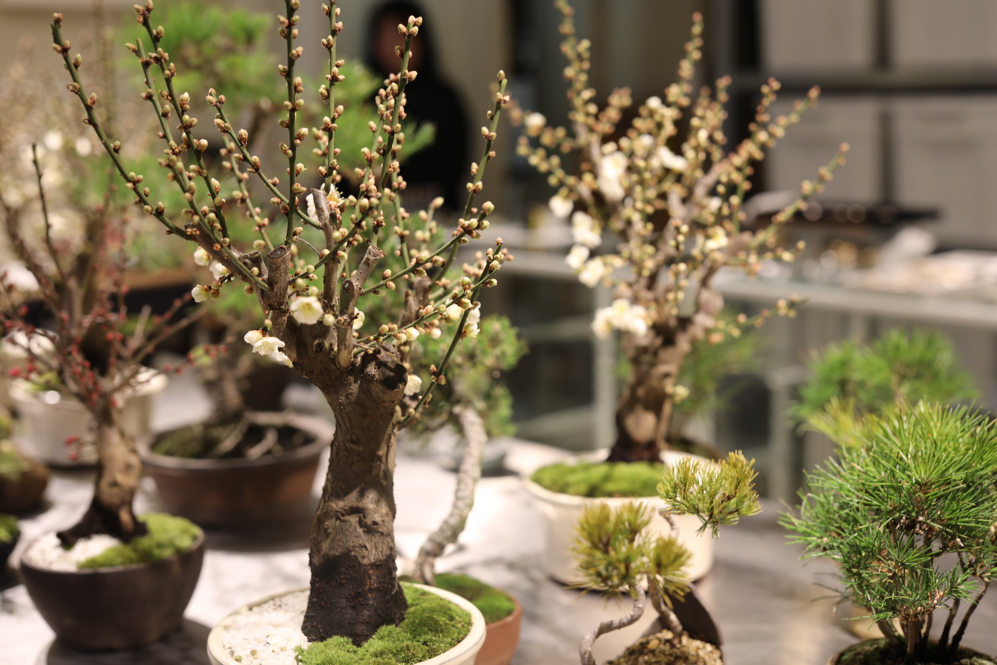 2024年ポップアップ第一弾は『桃松園』の盆栽【FREEPARK】 | FREEPARK