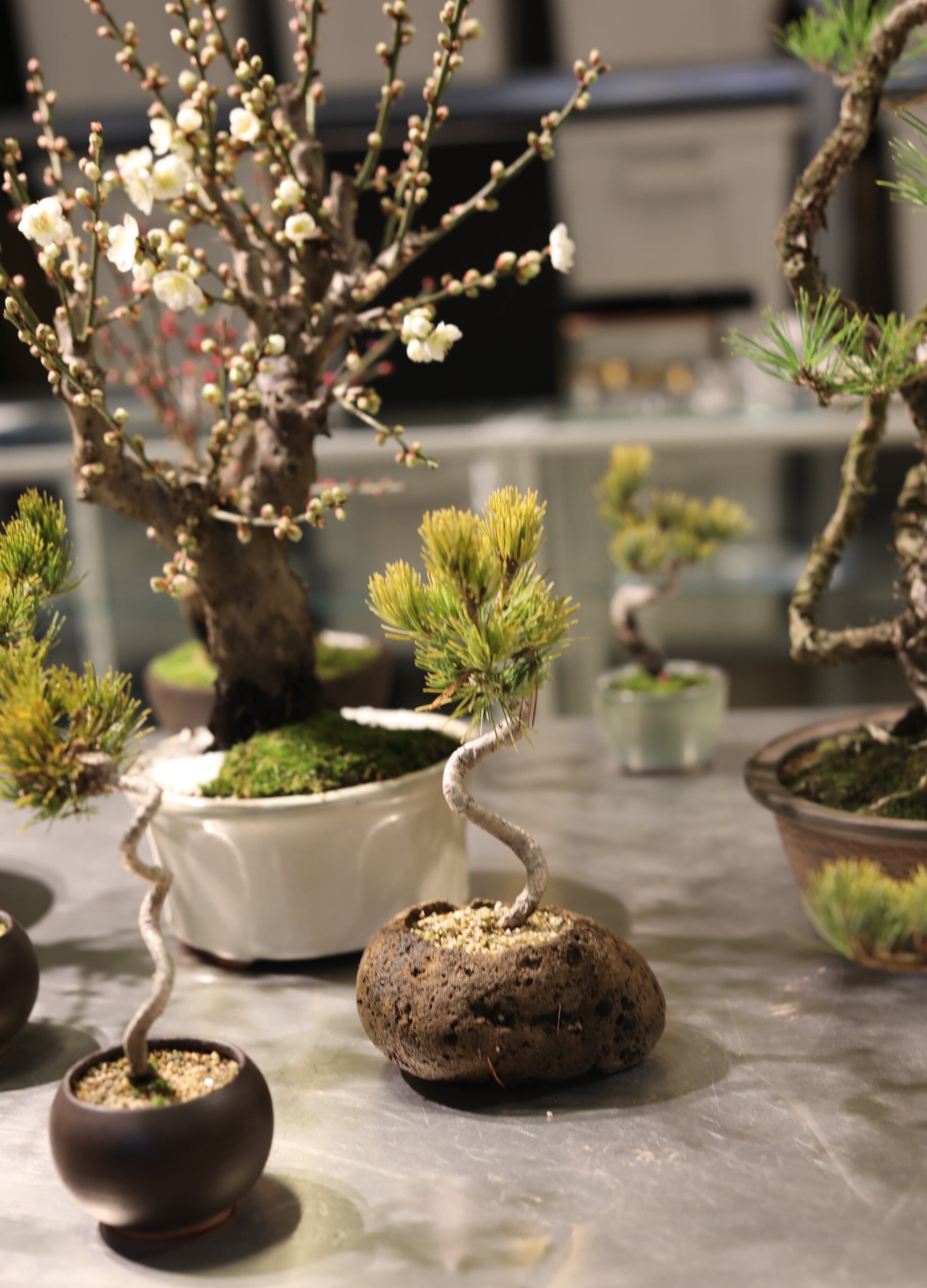 三河盆栽　もも　桃　盆栽 盆栽 桃 Peach Tree Bonsai #163 | Oh! BONSAI