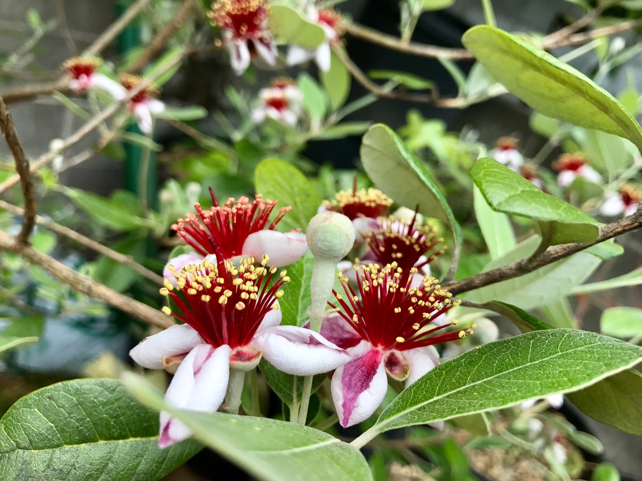 フェイジョア開花しました モンキーバナナも実が付きそうです Flower Village