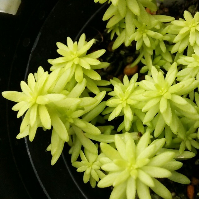 ミモザ色に心踊る 屋外でカーペットを作れる夢のような多肉植物 セダム ミモザ Hanazukin 花ずきん 農家直送の花苗 シンビジュームの花束