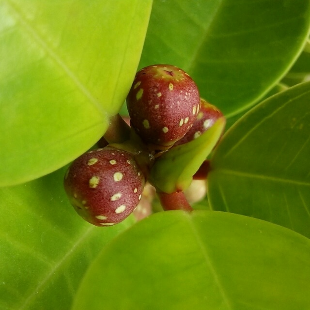 イチジクにそっくり 小さな実の成る 丸葉ガジュマル を見つめる幸せ Hanazukin 花ずきん 農家直送の花苗 シンビジュームの花束