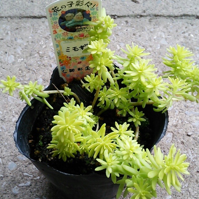 ミモザ色に心踊る 屋外でカーペットを作れる夢のような多肉植物 セダム ミモザ Hanazukin 花ずきん 農家直送の花苗 シンビジュームの花束