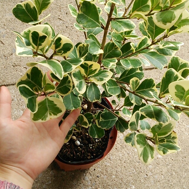 本日の目玉 部屋にひとつは置いておきたい 斑入り葉の芸術的な おしゃれ観葉植物 Hanazukin 花ずきん 農家直送の花苗 シンビジュームの花束