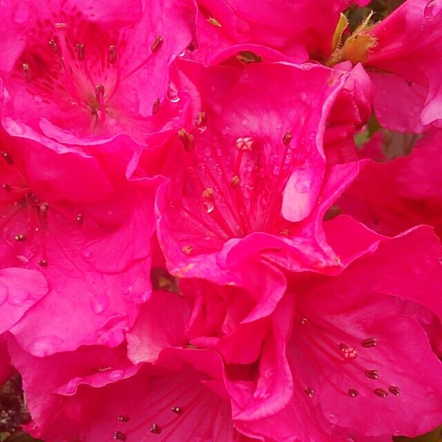 花 梅や桜もいいけれど。鮮やかなピンク色が美しい大輪の花【堀内寒咲き