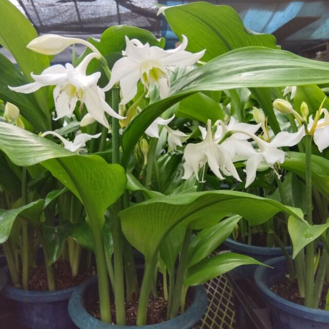 珍しい 野生蘭 星ケイラン 鉢ごと発送