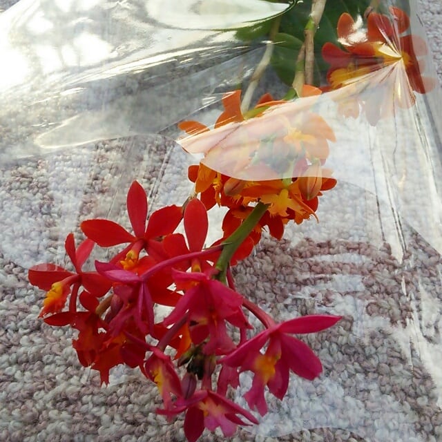 花瓶にさして成長させる？！次々と咲き続ける『エピデンドラムMIXの