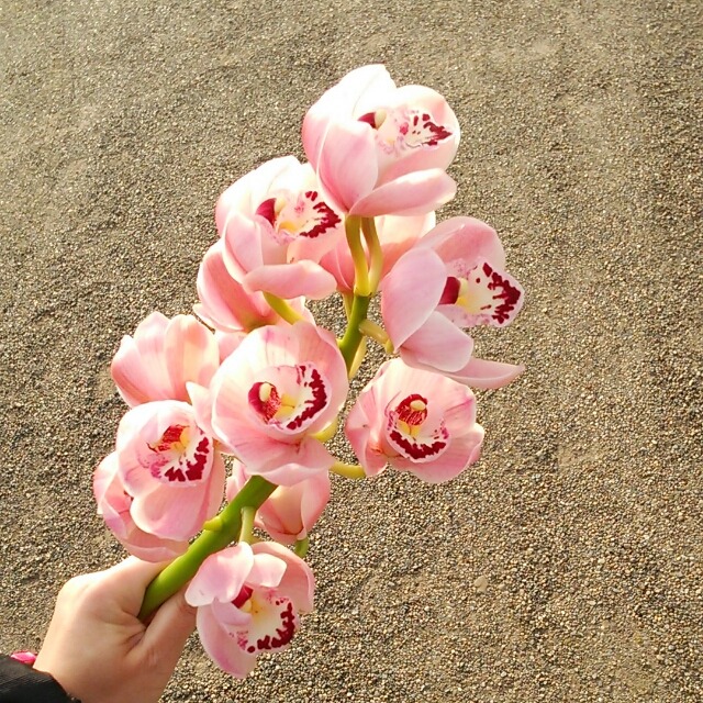 春色の花束で春をお届け 花もちがよい シンビジュームの切り花 Hanazukin 花ずきん 農家直送の花苗 シンビジュームの花束