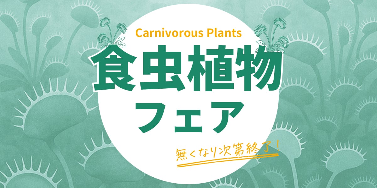 苔テラリウム専門店Feel The Garden