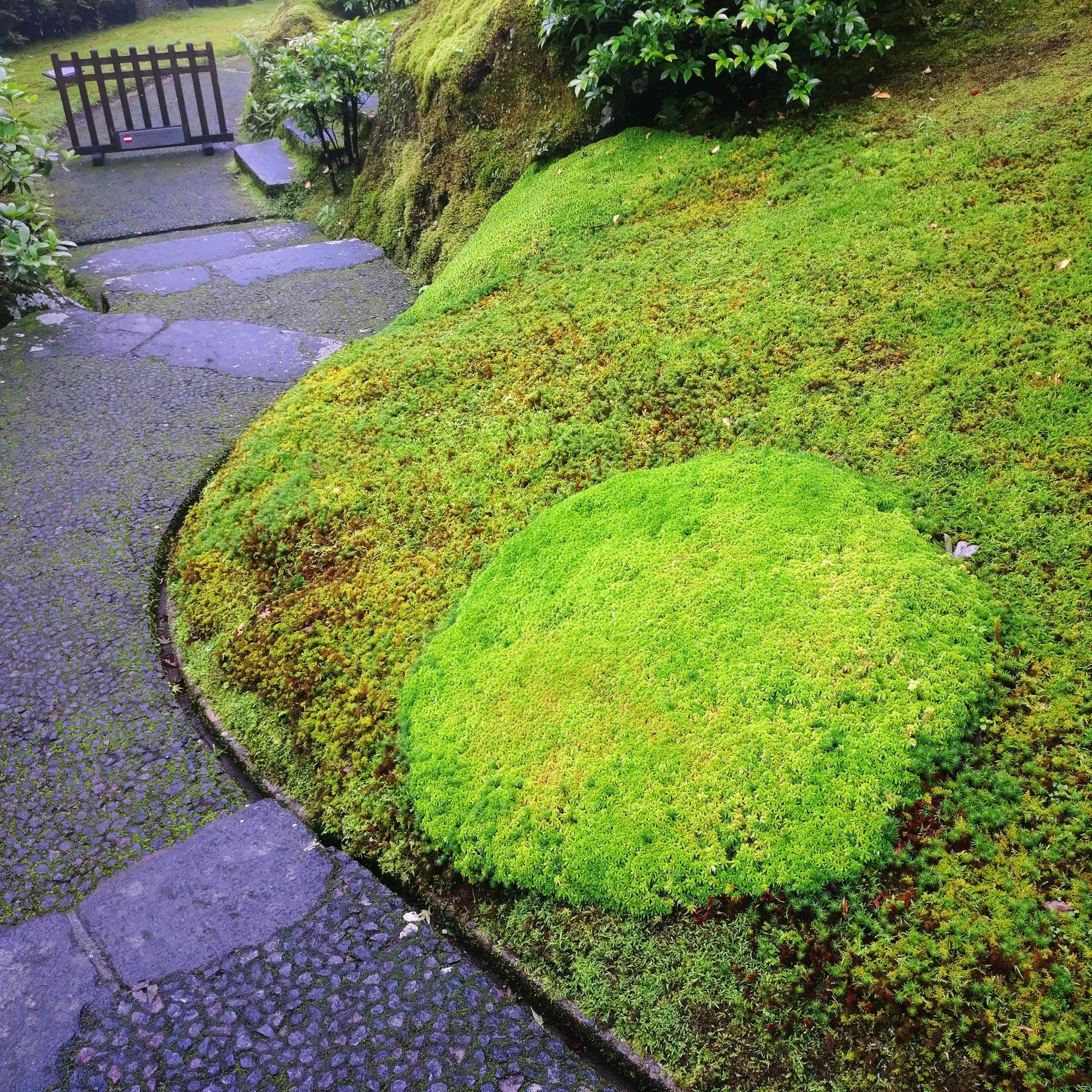 Moss Walk ～Feel The Gardenによる苔観察会～ | 苔テラリウム専門店