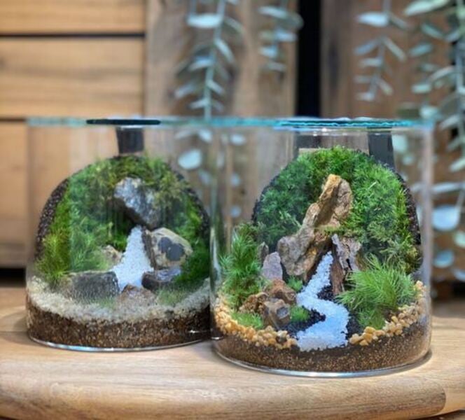 ❣️苔アート❣️屋久島の大木❣️超巨大❣️テラリウム❣️直径30㎝❣️送料込み❣️ 2026年8月】愛媛県松山市のいよてつ髙島屋にてPOPUPイベント開催 | 苔